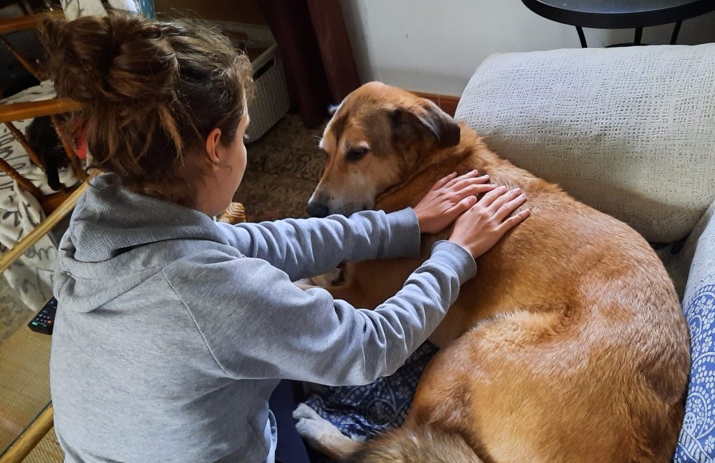reiki para perros